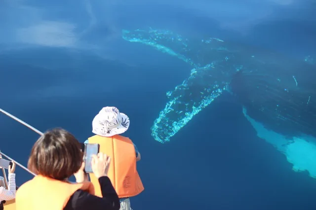 水納島開催ホエールウォッチングツアー