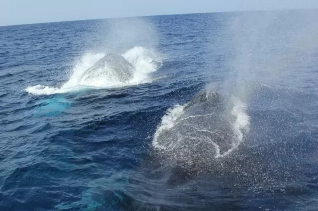 水納島開催ホエールウォッチングツアー