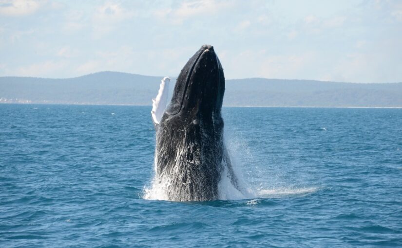 ホエールウォッチング、クジラ