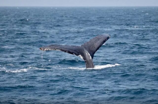 冬の渡嘉敷島でクジラに出会う感動体験！ホエールウォッチングの魅力・ベストシーズン・おすすめツアー情報まとめ