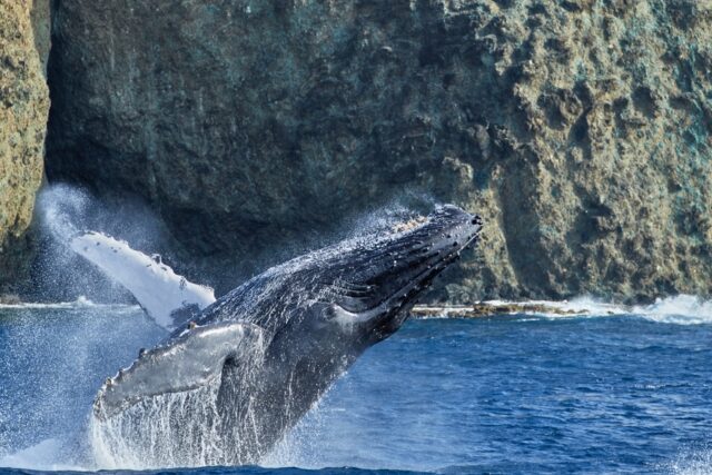 クジラがジャンプするのはなぜ？迫力満点の理由と見られる場所を解説