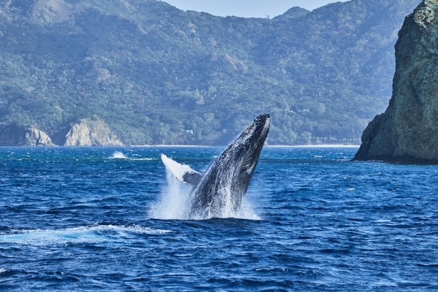 ホエールウォッチングどこに行く？日本でクジラが見れるベストスポットと人気の理由