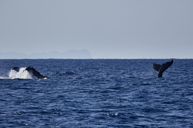 ホエールウォッチングどこに行く？日本でクジラが見れるベストスポットと人気の理由