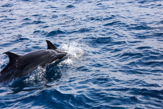 ホエールウォッチングどこに行く？日本でクジラが見れるベストスポットと人気の理由