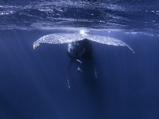 冬の渡嘉敷島でクジラに出会う感動体験！ホエールウォッチングの魅力・ベストシーズン・おすすめツアー情報まとめ