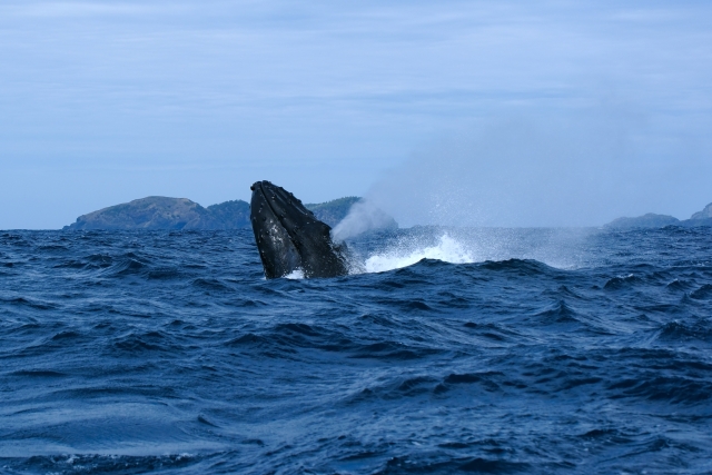 冬の渡嘉敷島でクジラに出会う感動体験！ホエールウォッチングの魅力・ベストシーズン・おすすめツアー情報まとめ