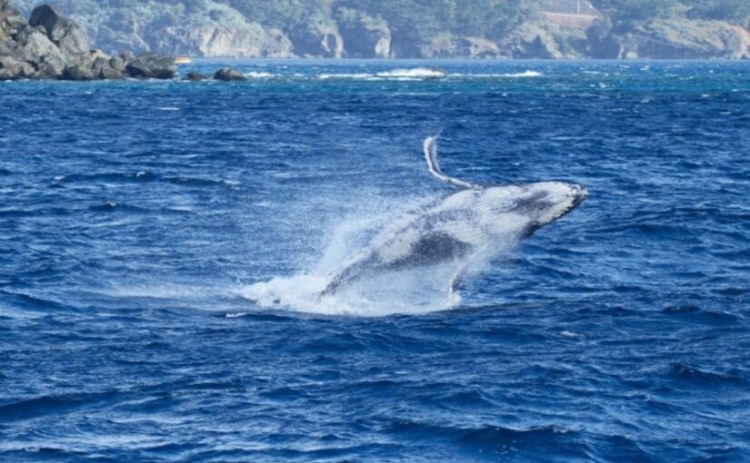 ザトウクジラ、ブリーチング
