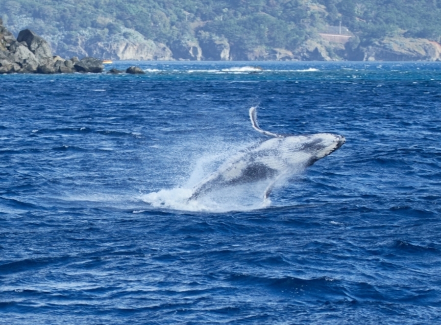 ザトウクジラ、ブリーチング