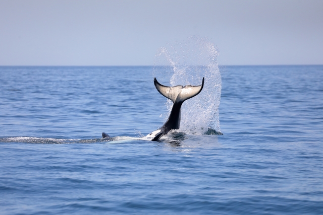奄美大島の海でクジラに会おう！初心者でも安心のホエールウォッチング完全ガイド