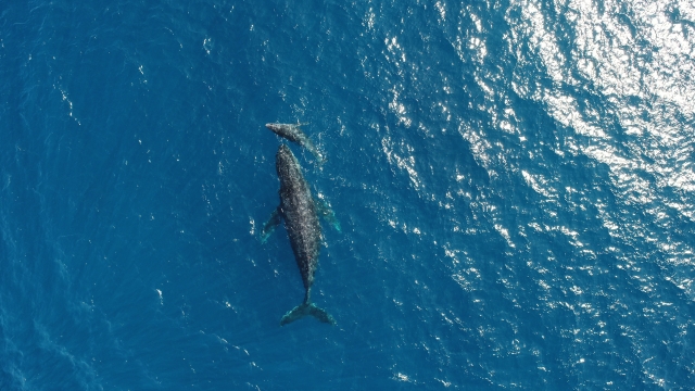 奄美大島の海でクジラに会おう！初心者でも安心のホエールウォッチング完全ガイド