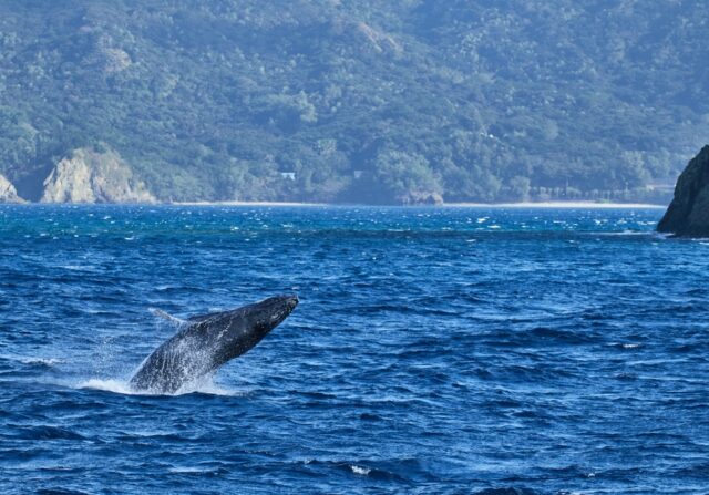 北海道で出会う感動のホエールアクティビティ