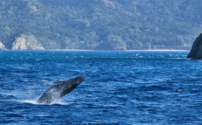 ザトウクジラ