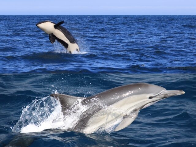 クジラはどこで見られる？初心者向けホエールウォッチングの楽しみ方と人気スポット