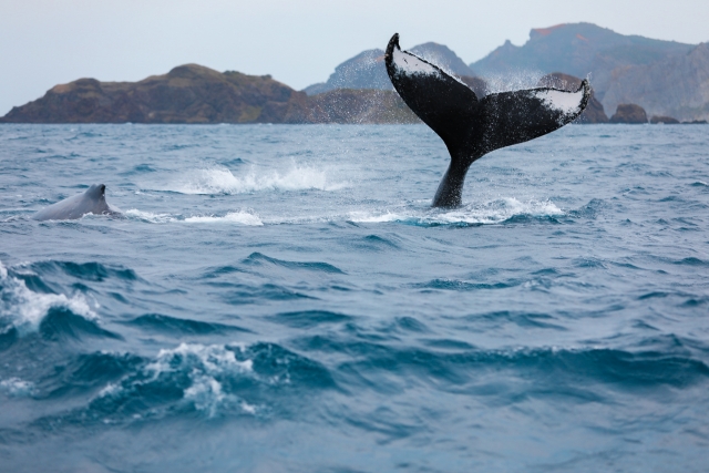 クジラはどこで見られる？初心者向けホエールウォッチングの楽しみ方と人気スポット