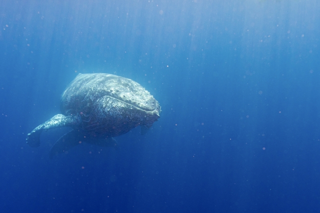 奄美大島の海でクジラに会おう！初心者でも安心のホエールウォッチング完全ガイド