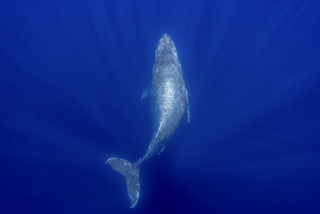 奄美大島の海でクジラに会おう！初心者でも安心のホエールウォッチング完全ガイド