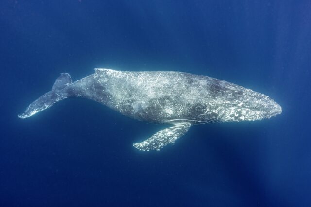 青い海の中を泳ぐ数十トンの巨体をもつクジラの全身