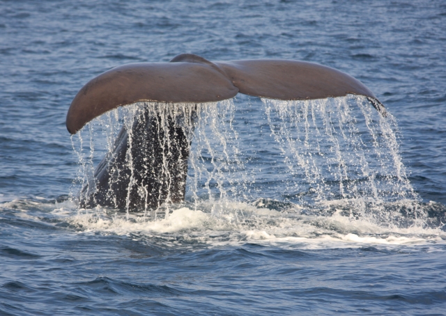 クジラはどこで見られる？初心者向けホエールウォッチングの楽しみ方と人気スポット