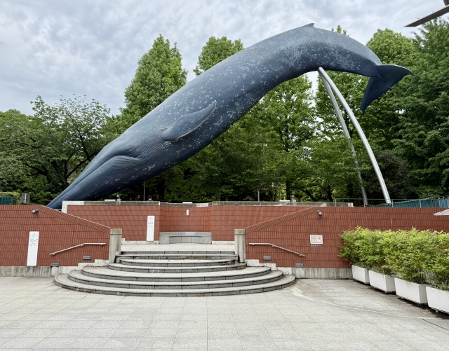 クジラはどこで見られる？初心者向けホエールウォッチングの楽しみ方と人気スポット