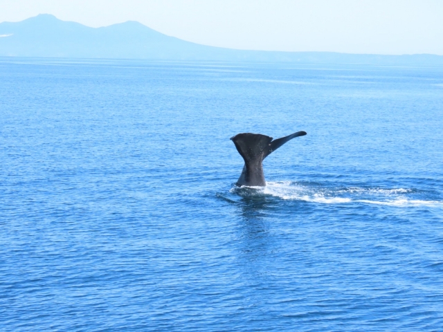 クジラはどこで見られる？初心者向けホエールウォッチングの楽しみ方と人気スポット