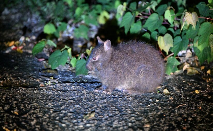 アマミノクロウサギ