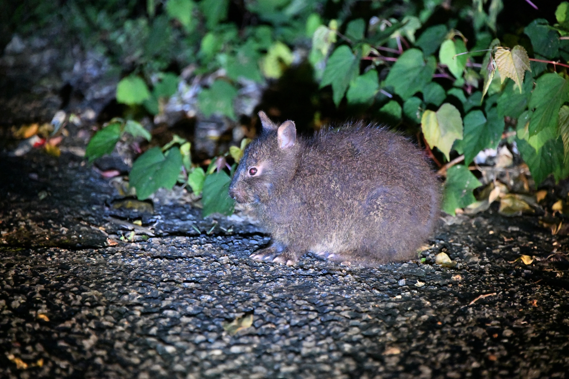 アマミノクロウサギ