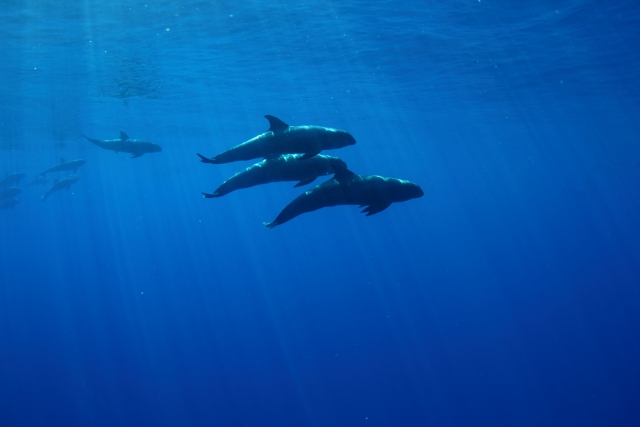 クジラがジャンプするのはなぜ？迫力満点の理由と見られる場所を解説