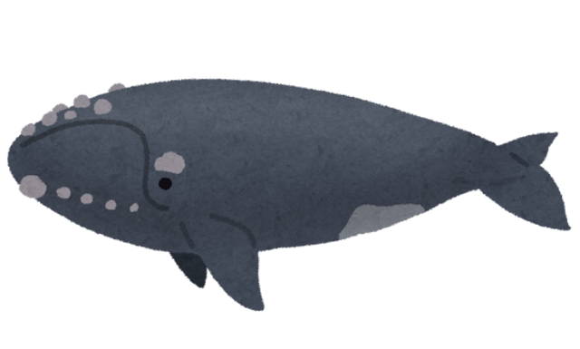 クジラがジャンプするのはなぜ？迫力満点の理由と見られる場所を解説