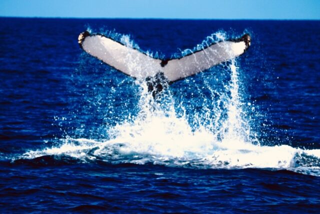 沖縄 ホエールウォッチング