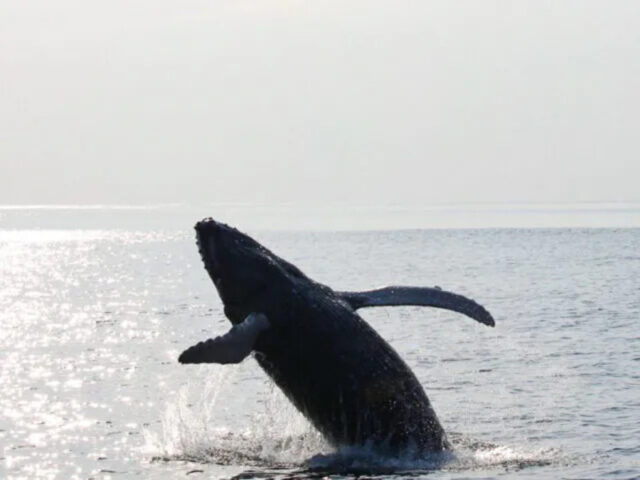 クジラがジャンプする迫力のホエールウォッチング