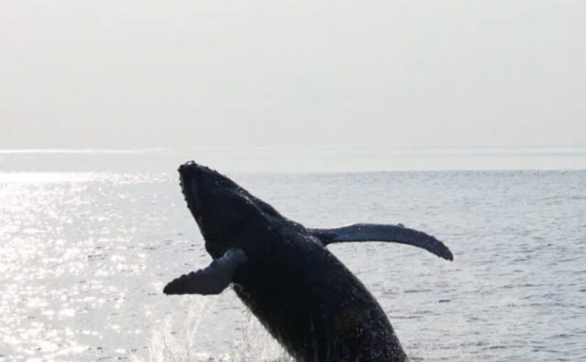クジラがジャンプする迫力のホエールウォッチング