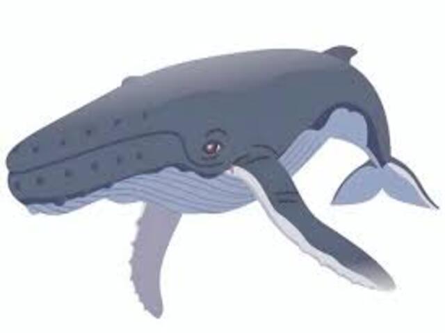 ホエールウォッチングで見られるザトウクジラのイラスト