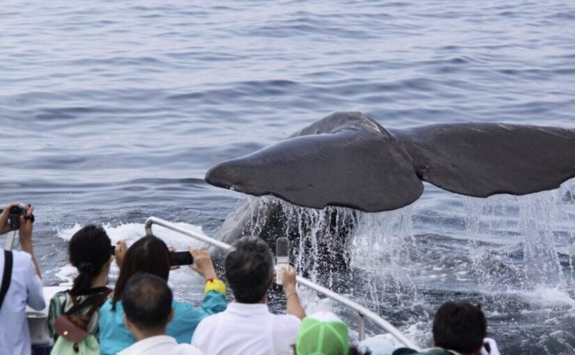 ホエールウォッチングツアーズで見る、海に潜っていくクジラの尾びれ