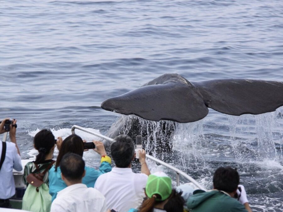 ホエールウォッチングツアーズで見る、海に潜っていくクジラの尾びれ