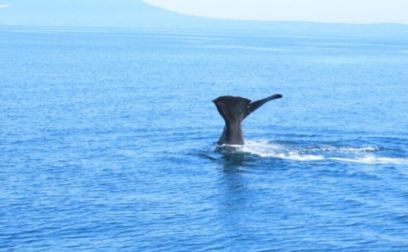 水面に潜っていくマッコウクジラの尾びれ