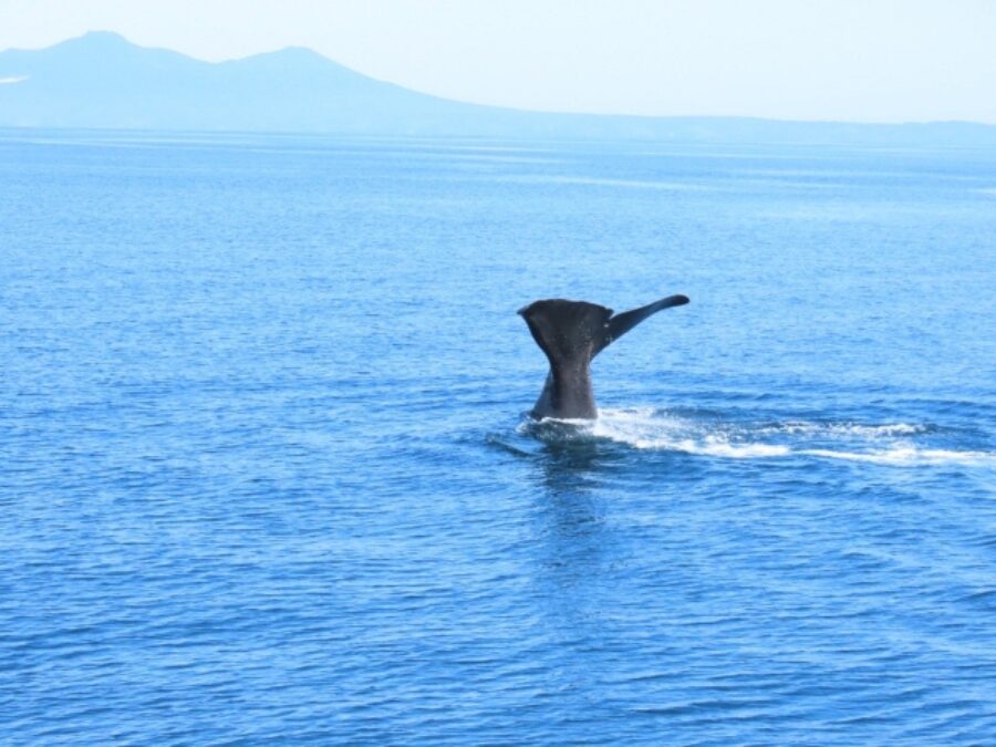 水面に潜っていくマッコウクジラの尾びれ