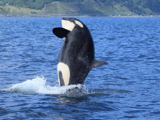 羅臼沖で躍動するシャチの姿