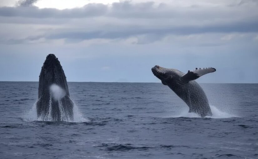 荒波の中でダイナミックにジャンプするザトウクジラ