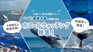 奄美発ホエールKV_sp