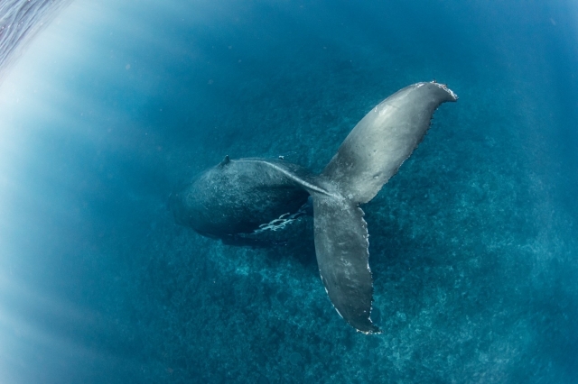 ホエールスイム