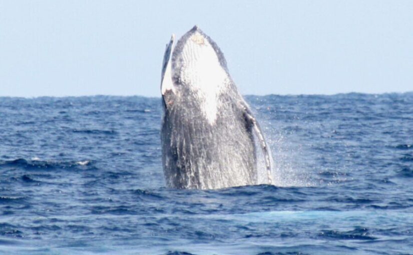 奄美　ホエールウオッチング　クジラ