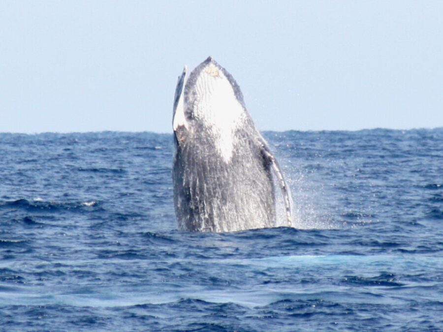 奄美　ホエールウオッチング　クジラ
