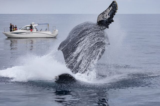 沖縄の慶良間諸島近海で大きくジャンプするザトウクジラ