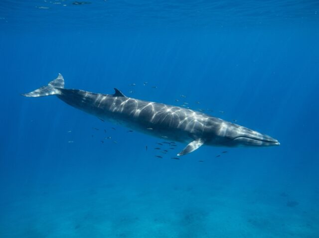 流線形のスマートな体で海を泳ぐニタリクジラ