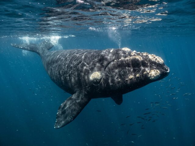 頭に白いこぶ状の突起がある背びれのないセミクジラ