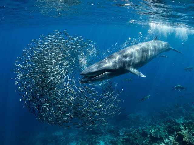 口を大きく開けて海水ごと餌をとるザトウクジラ