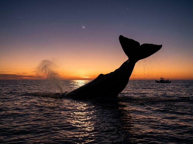 夕暮れの海で尾ビレを上げて潜るクジラのシルエット